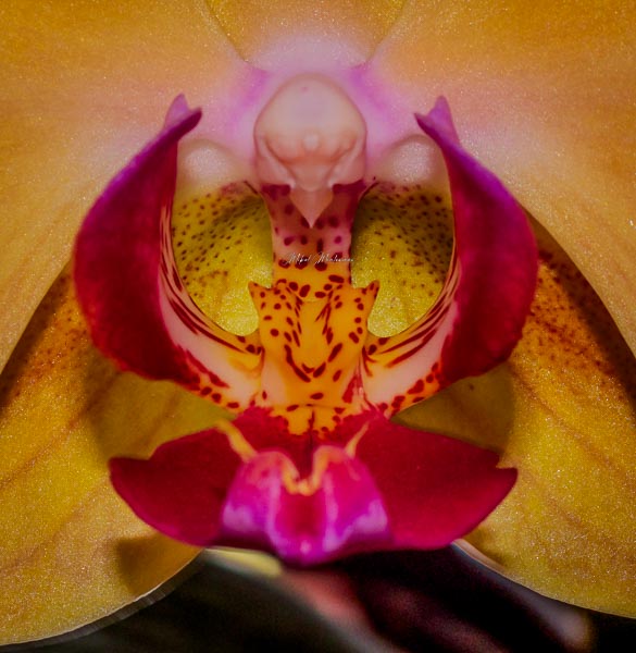 En esta imagen se ve la parte central de una orquídea amarilla, las hojas del centro son de color rosas rojizo, y parece que hay una persona, ya que se ve un círculo blanco, que tiene a los lados una especie de brazos, como si nos pusiéramos nosotros las manos en los oídos.