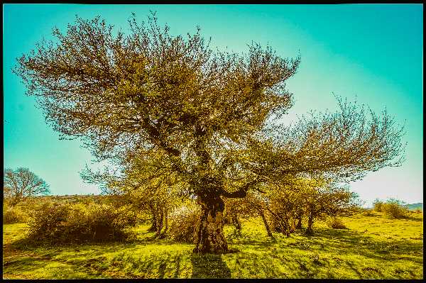 En esta foto podemos ver un inmenso árbol que ocupa casi toda la foto. En primer plano podemos ver hierba verde. En el plano medio y ocupando ya toda la imagen un gran árbol que estaba brotando. Es un contraluz.