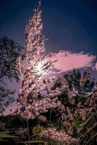 Una imagen a contraluz con los rayos de sol atravesando una planta que yo conozco como pluma (por su parecido a ellas y que no sé cuál será su nombre exactamente) con el cielo azul y totalmente despejado, pero con unas nubes en medio entre rosas y lilas.