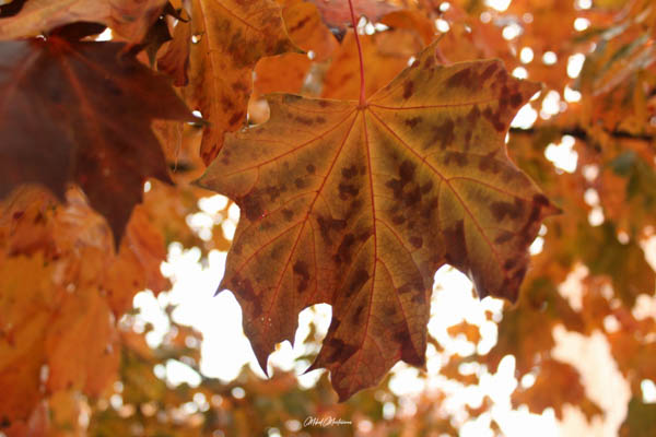En esta foto podemos ver en primer y único plano una hoja en pleno otoño con diversos tonos de marrones, pero alrededor de los nervios tiene un marrón de un tono mucho más claro.