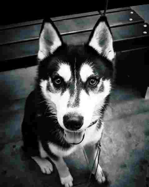 En primerísimo plano y ocupando toda la pantalla está un husky siberiano a que valla su dueño. La imagen está tomada de más altura que su cabeza por lo que está mirando para arriba.