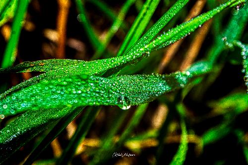 Esta es una foto macro de unas gotas de rocío durante un mañanero paseo en una hoja alargada y verde. Se puede apreciar lo transparentes, brillantes y cristalinas que son. Hay una bastante más grade que la infinidad de pequeñas gotitas que la rodean.